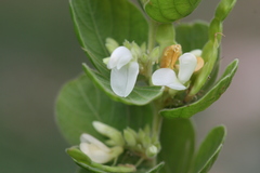 Desmodium pulchellum